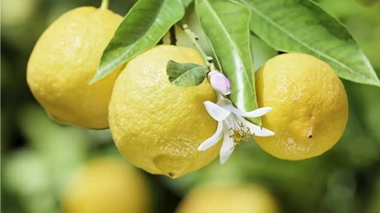 Warum in Italien immer weniger Limonen wachsen