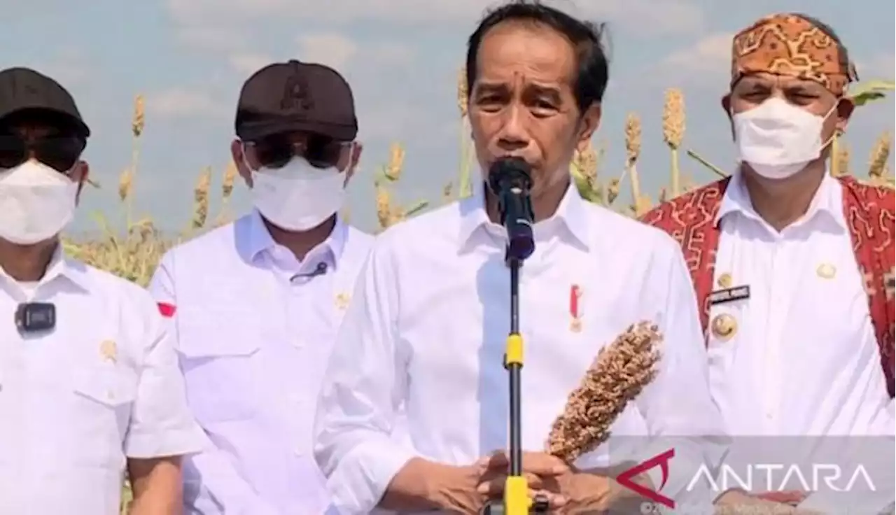 Jokowi Ingin Kembangkan Sorgum Sebagai Subtitusi Gandum, Ekonom: Belum Bisa