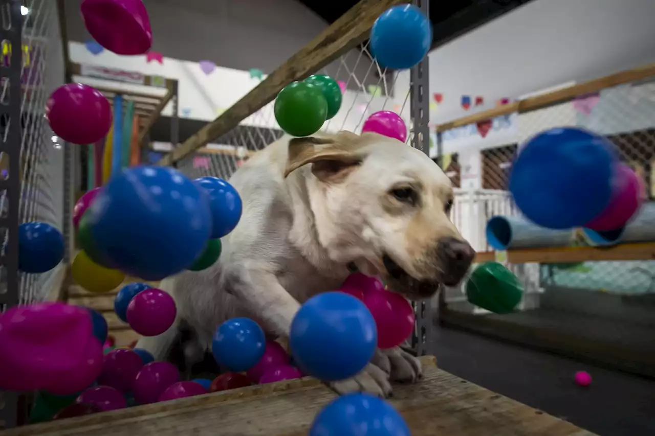 Bom Pra Cachorro: Cachorródromo, em SP, reúne vira-latas e faz evento de adoção com pets especiais