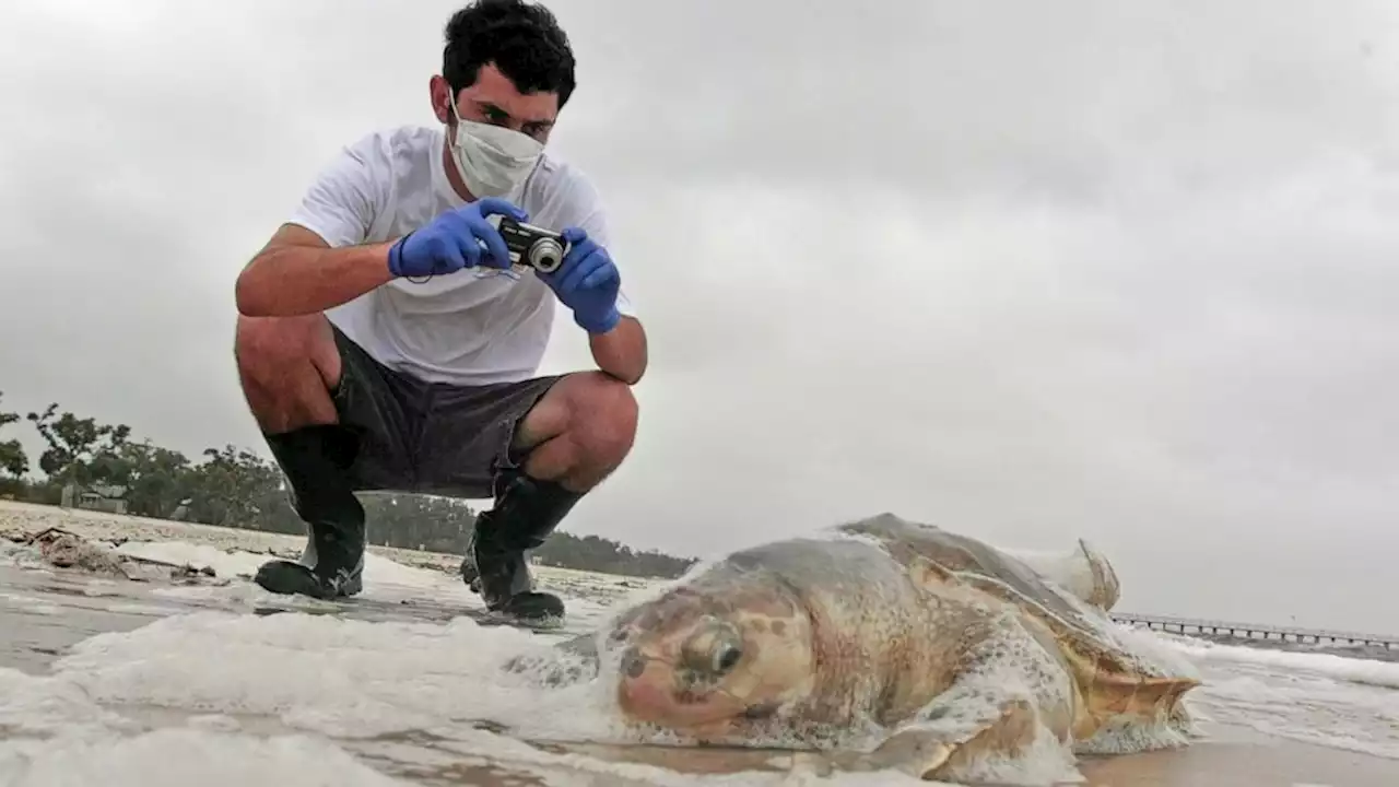 1st sea turtle nest found on Mississippi beach since 2018