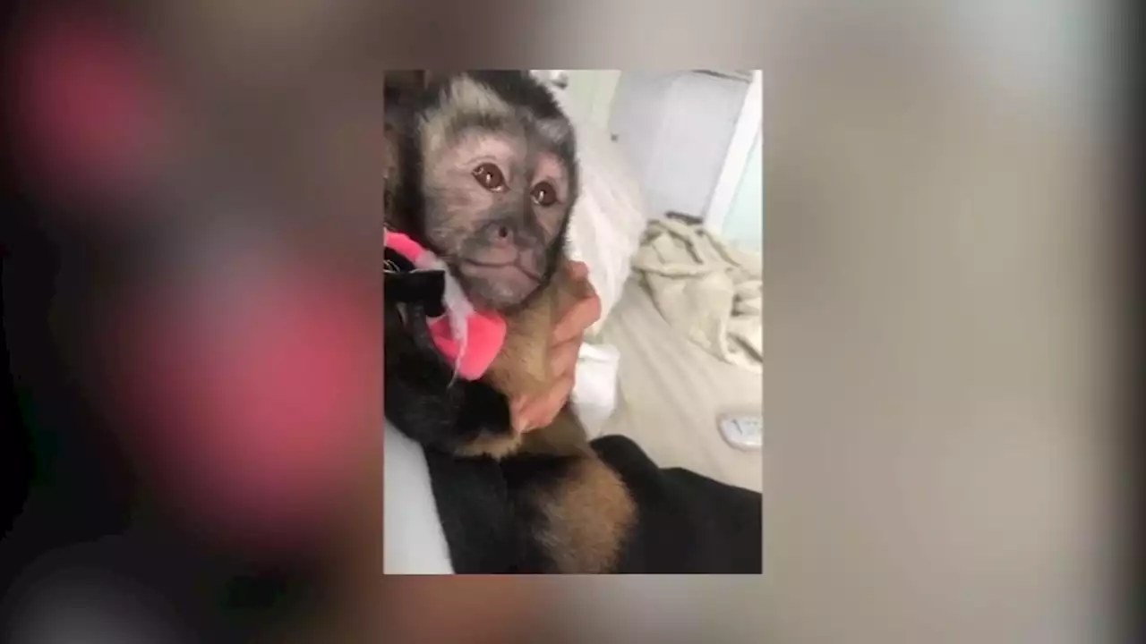 Galveston woman asking to choose home for former pet capuchin monkey that was not allowed on island