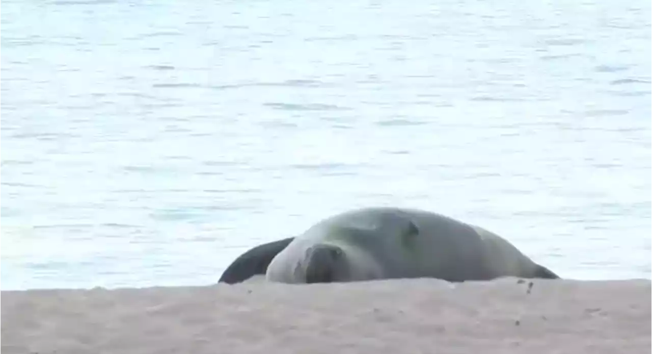 50-yard boundary: Officers protecting mother seal and her baby from beachgoers