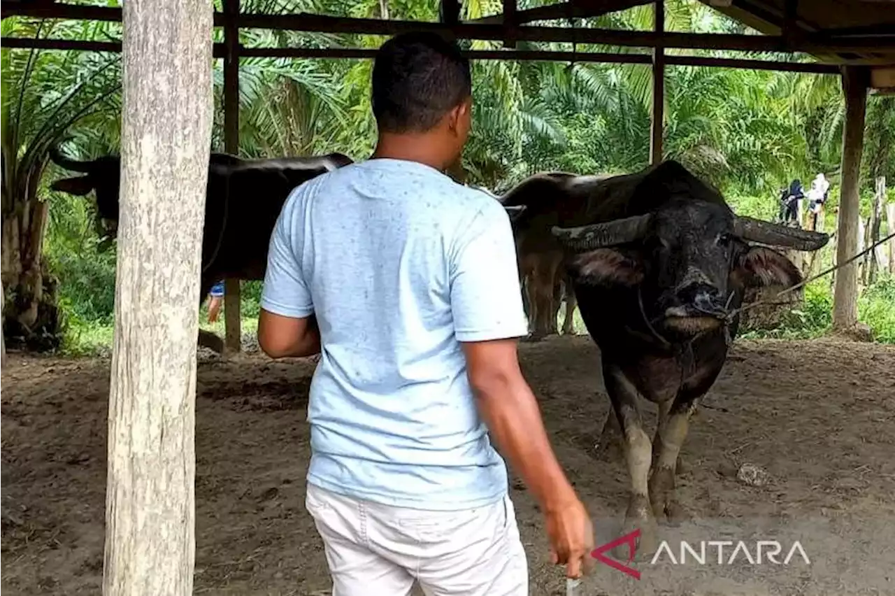 Pemerintah tangani PMK secara menyeluruh, masyarakat diminta tak panik