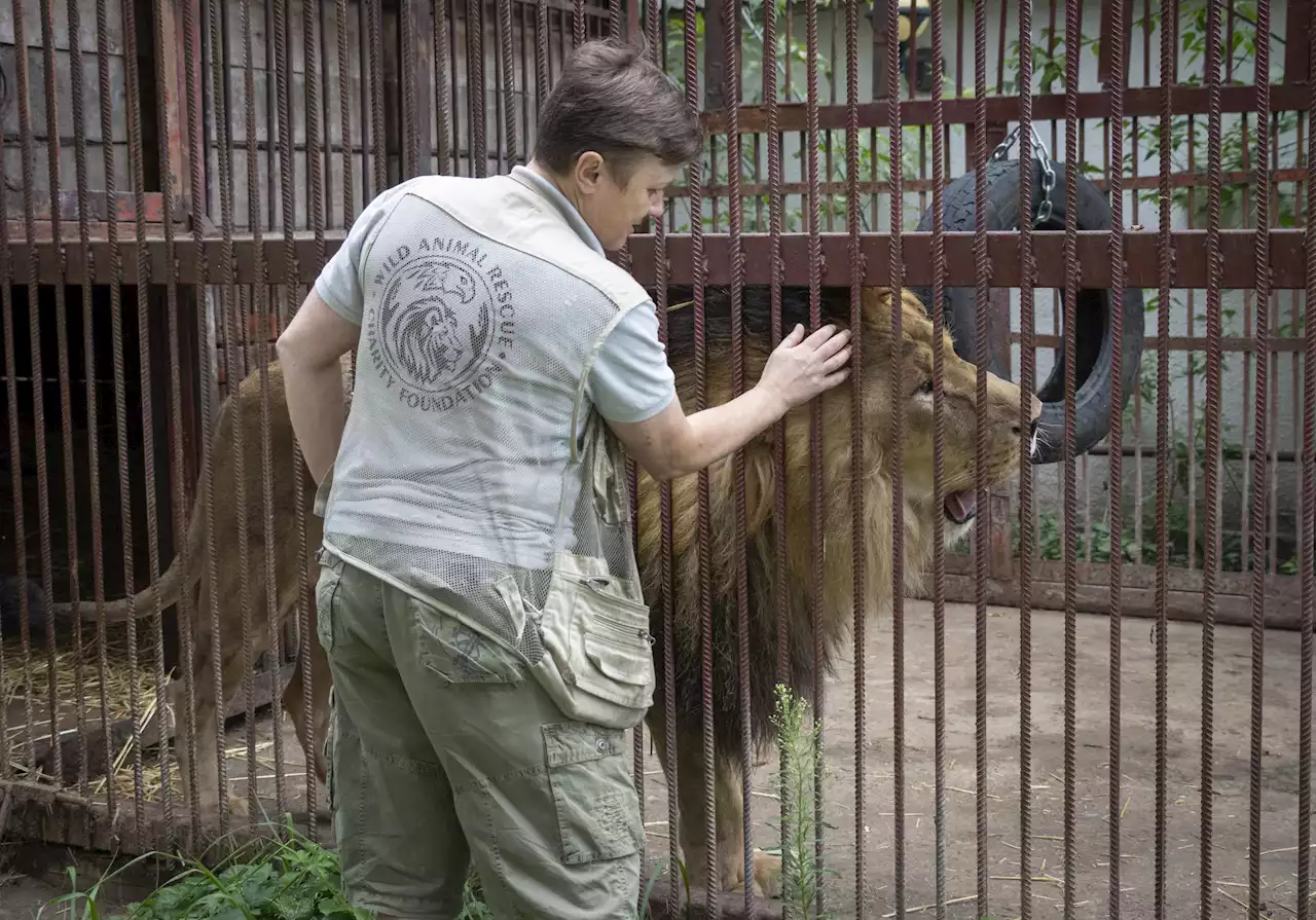 Ukrainian risks her life to rescue wild animals from war