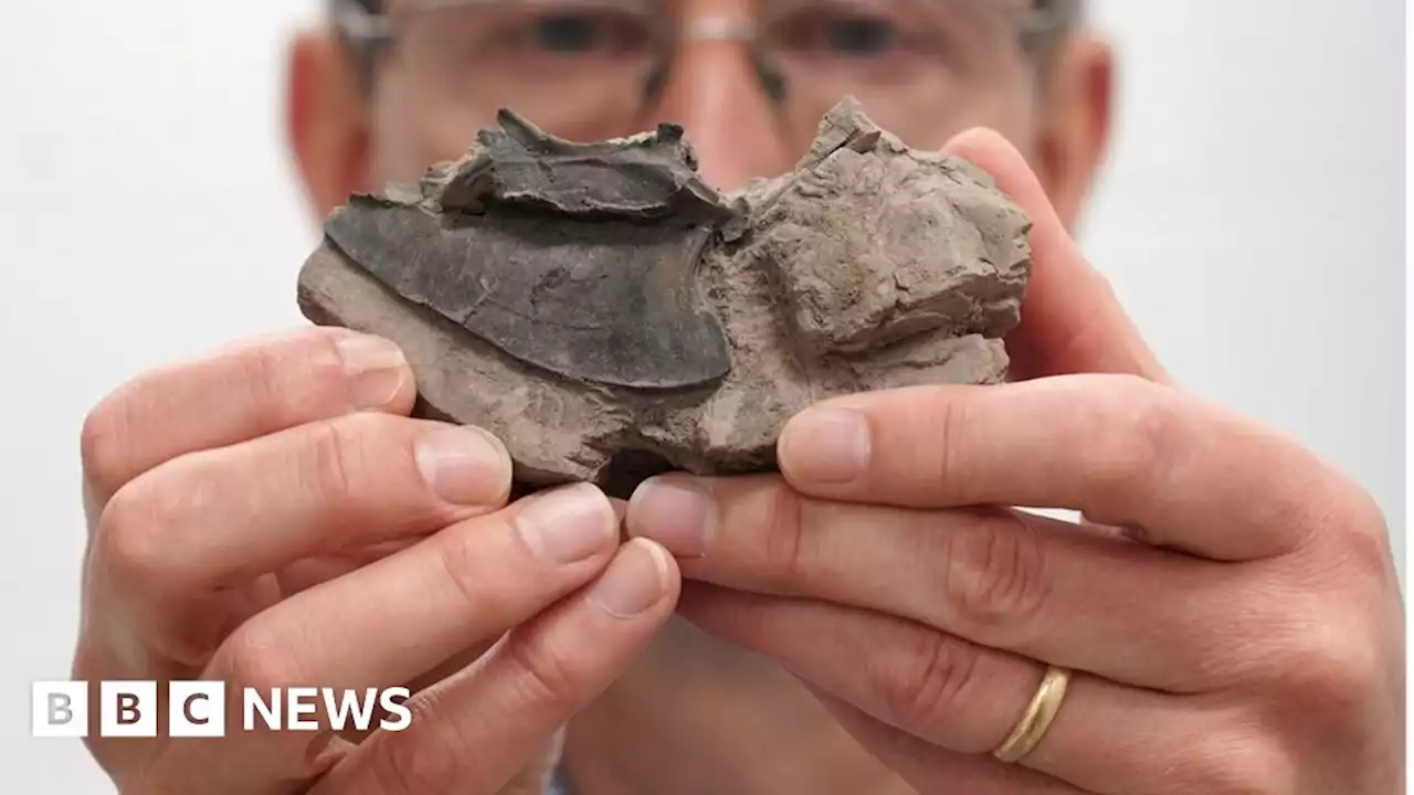 Bird fossils dating back 50 million years gifted to National Museums Scotland