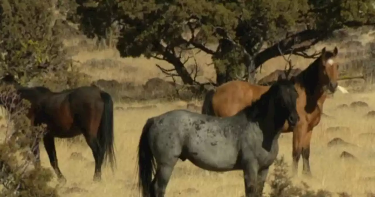 Lawmakers, agency look for ways to safely round up 82,000 wild horses spread across 10 states