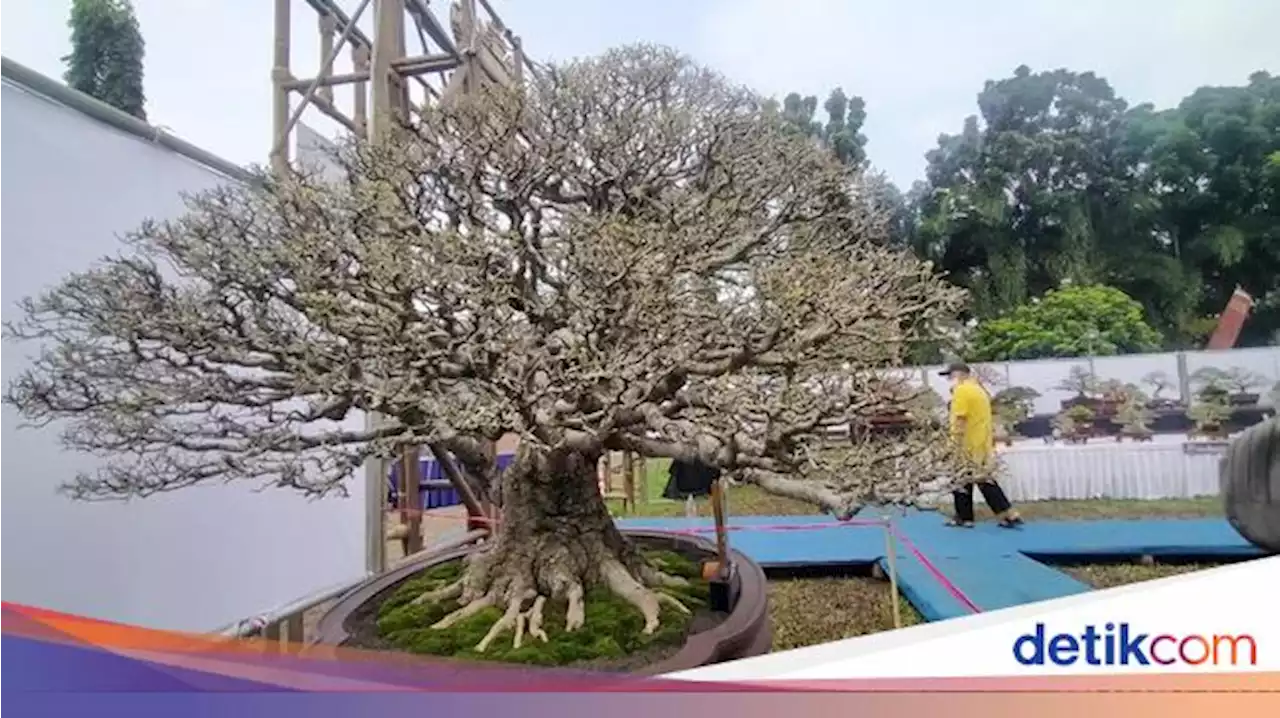 Penampakan Bonsai Phusu yang Tak Dijual Meski Ditawar Rp 800 Juta