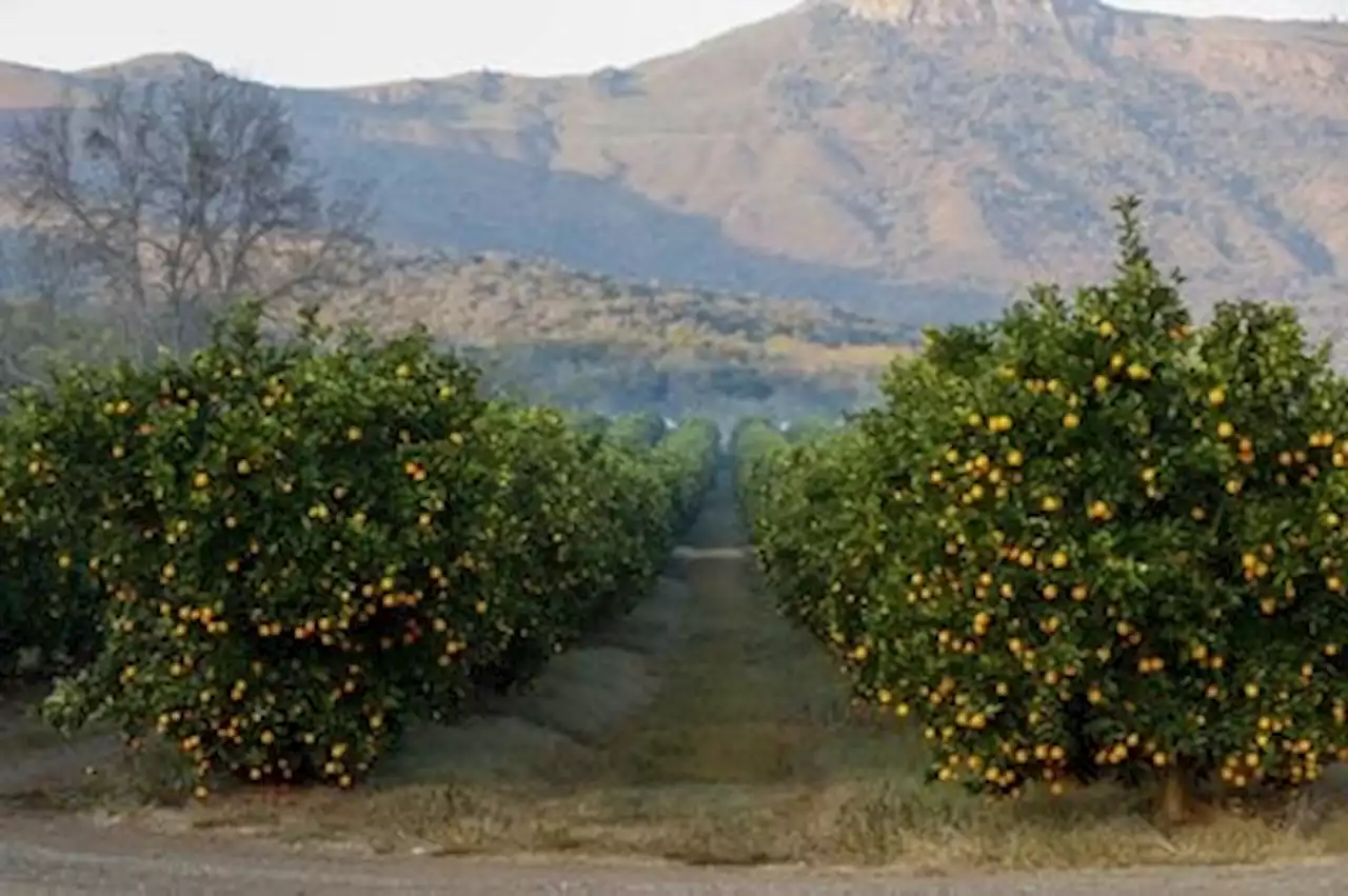 Tonnes of fruit stranded in EU, SA battle of oranges