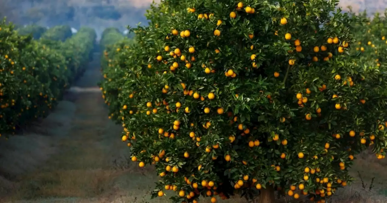 Tonnes of fruit stranded in EU, SA battle of oranges