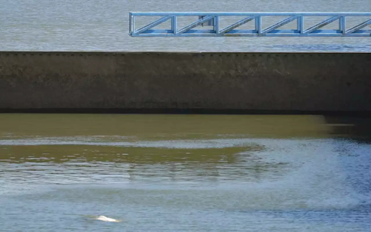 'Little hope' of saving beluga whale stranded in the Seine River in Paris