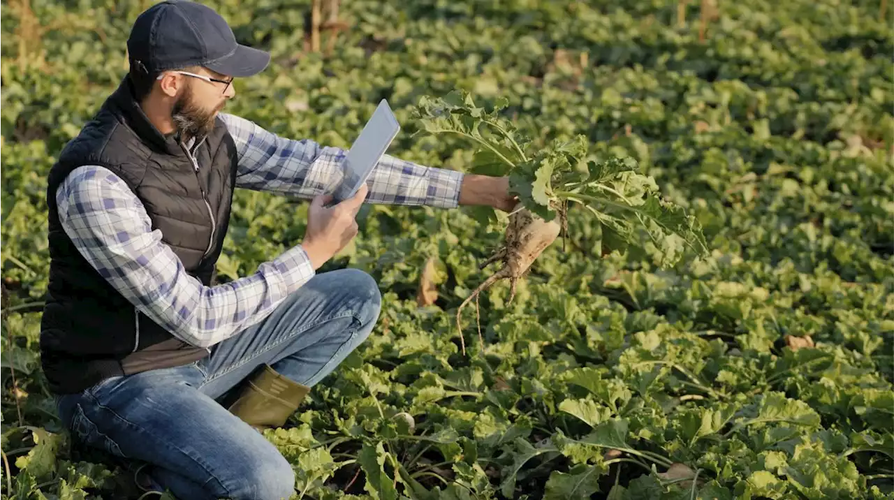 An App that Identifies Pests and Plant Diseases on the Go | HackerNoon