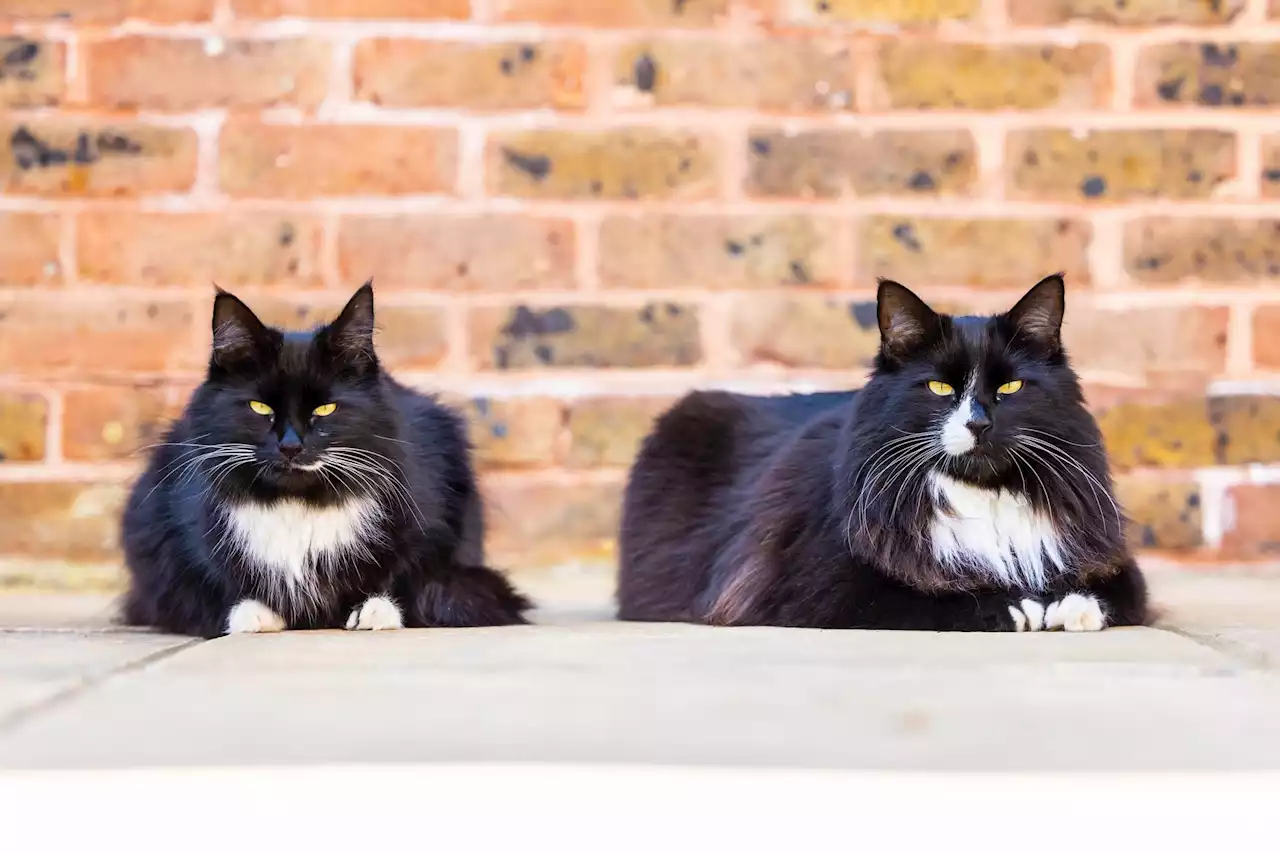 Jasper and Willow share Cat of the Year award for bringing ‘comfort’ to hospice