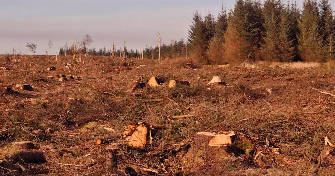 IT Sunday: We can’t create a system that allows people to plant trees, what chance do we have of solving climate-related problems?