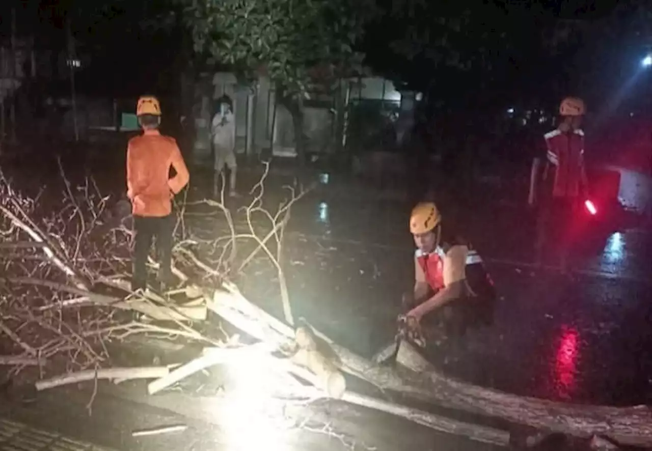 Hujan Deras, Pohon Perindang Roboh dan Ratusan Burung Mati