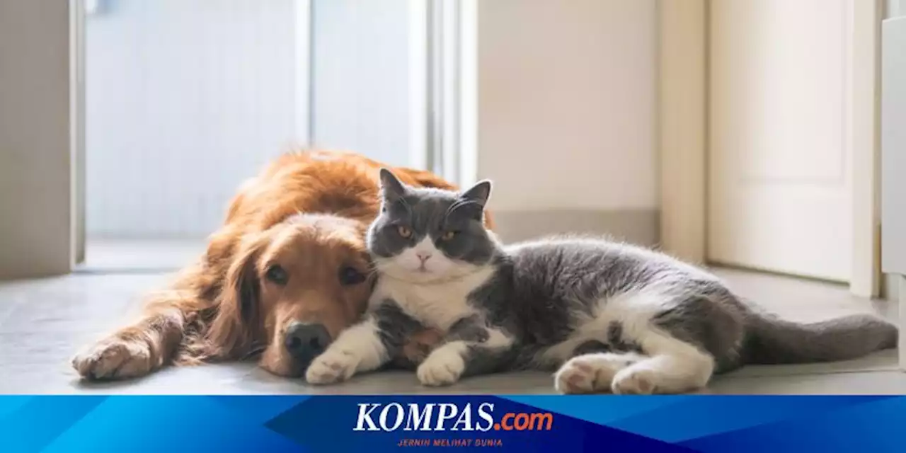 6 Ras Anjing Terbaik yang Bisa Bersahabat dengan Kucing