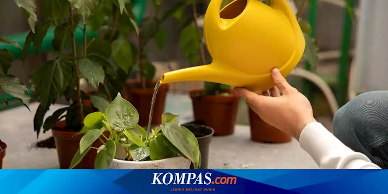 Mudah, Begini Cara Membuat PGPR dari Perakaran Rumput