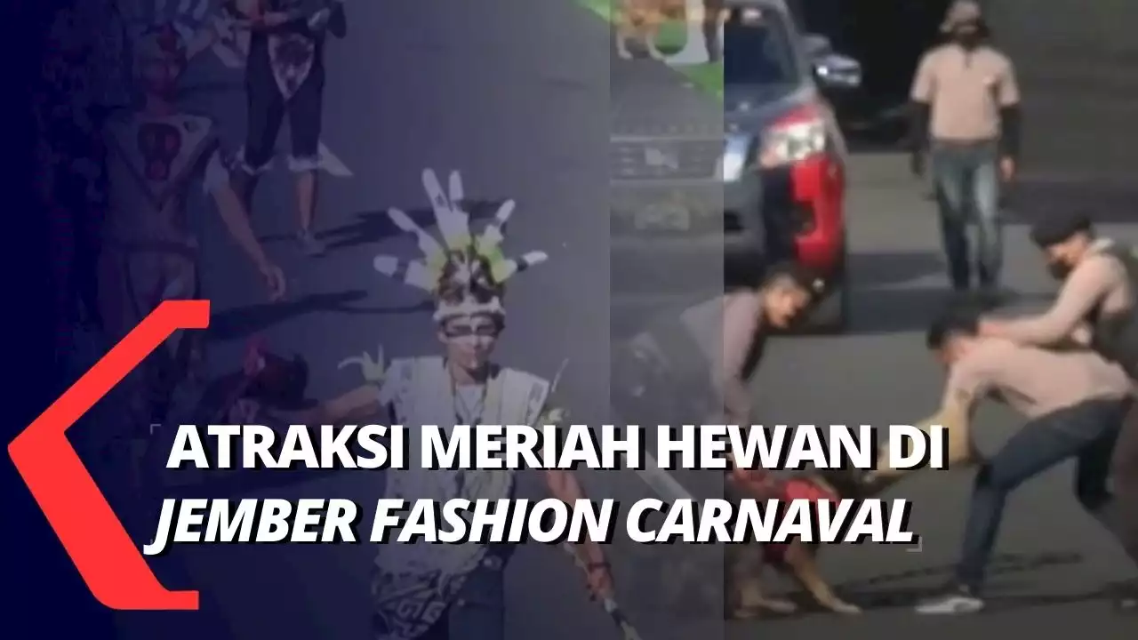 Aksi Anjing Pelacak Meriahkan Atraksi Hewan di 'Jember Fashion Carnaval 2022'