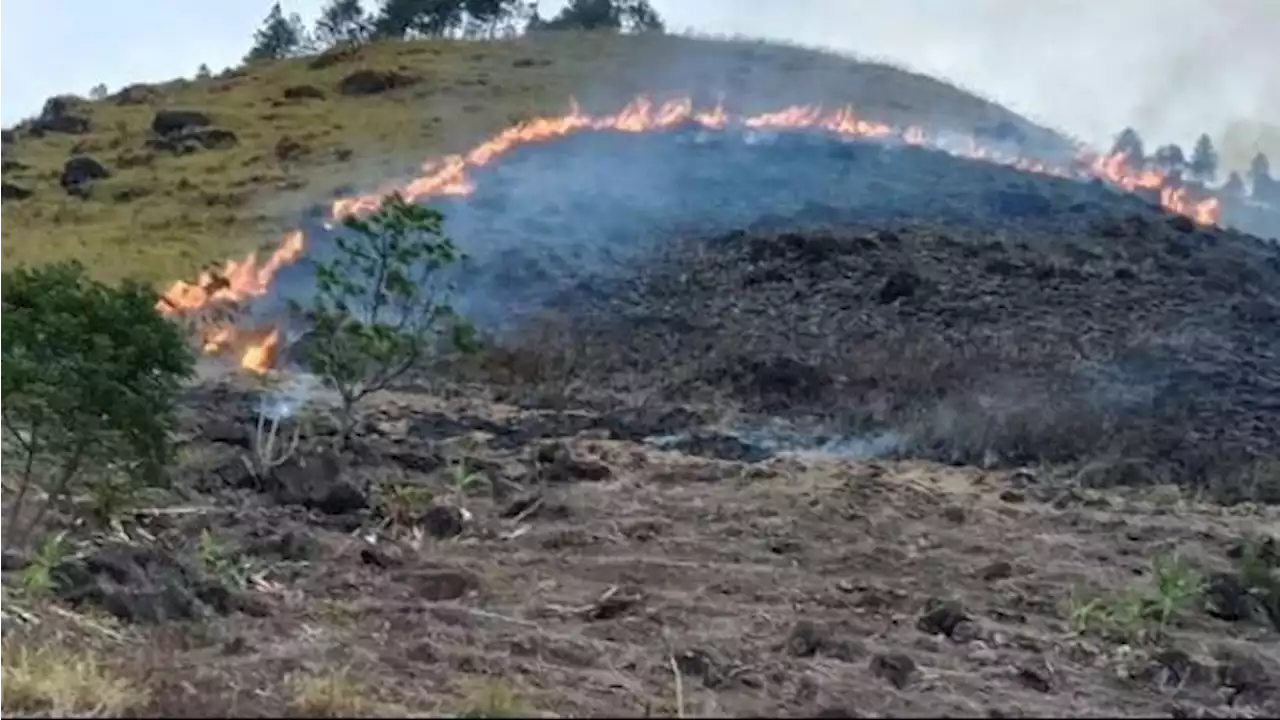 Perbukitan Danau Toba Terbakar dalam Beberapa Hari Ini, Mobil Pemadam Tak Bisa Menjangkau