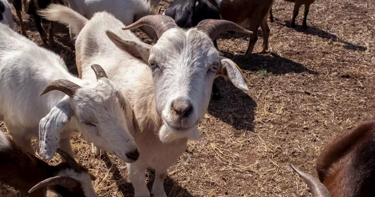 Goats try to prevent wildfires in San Diego, one bite at a time