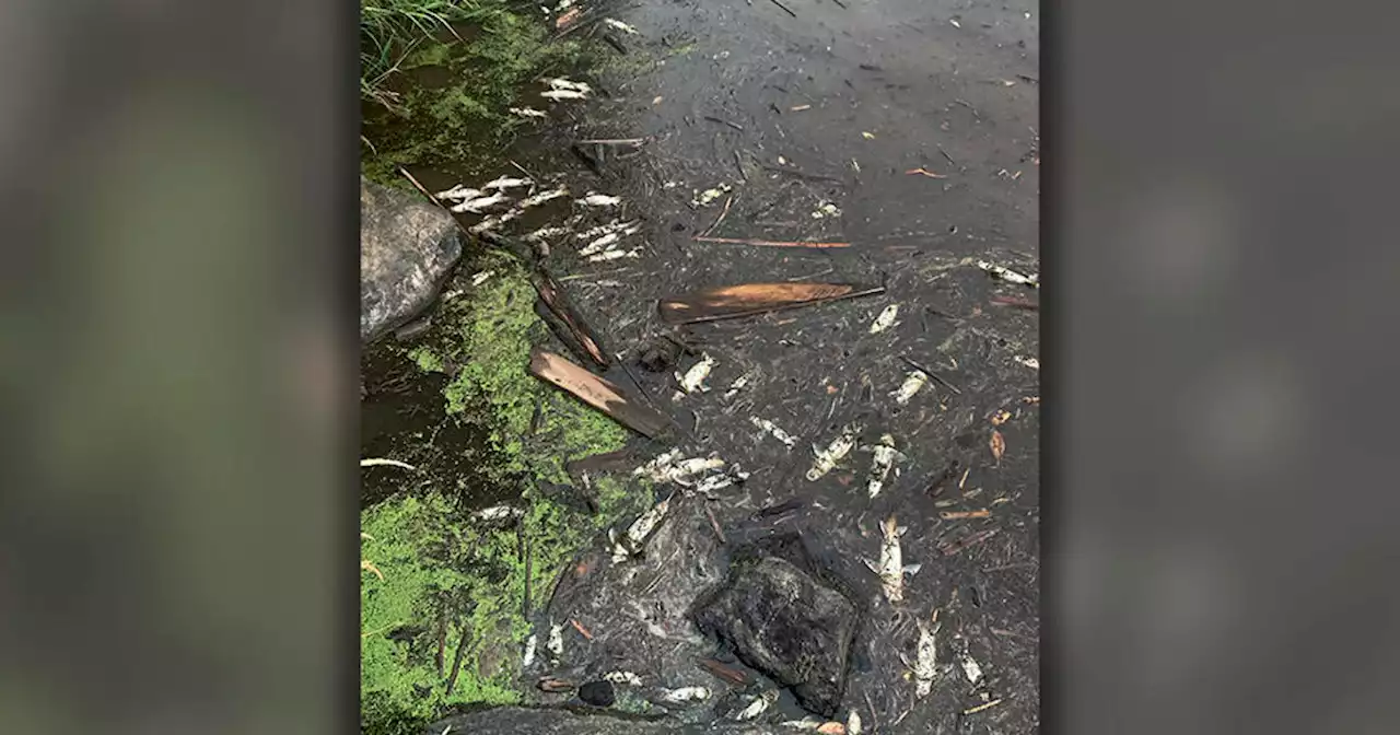 McKinney Fire causes death of thousands of fish in Klamath River