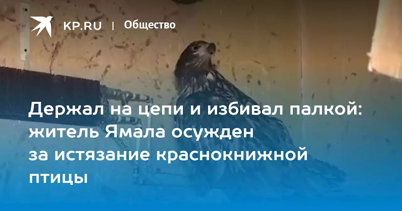 Держал на цепи и избивал палкой: житель Ямала осужден за истязание краснокнижной птицы