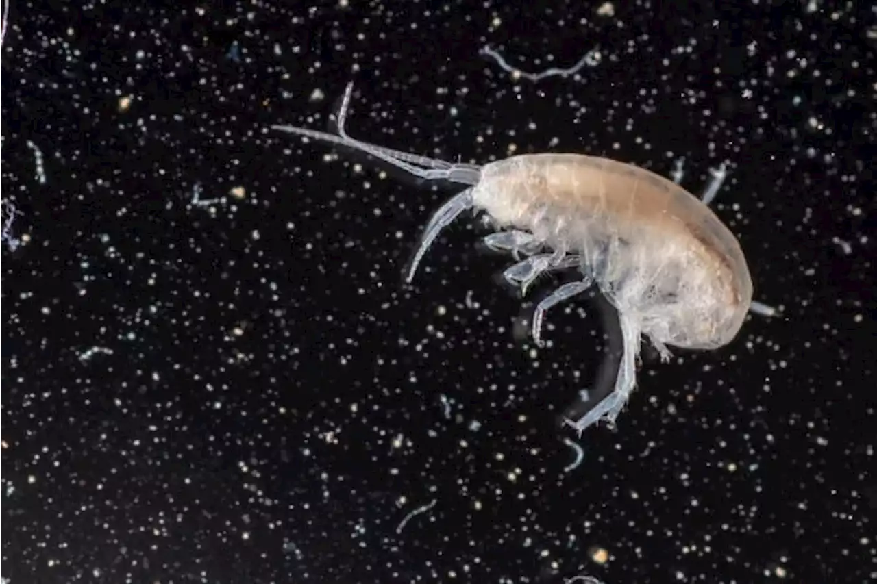 Researchers discover new species at Natural Bridge Caverns