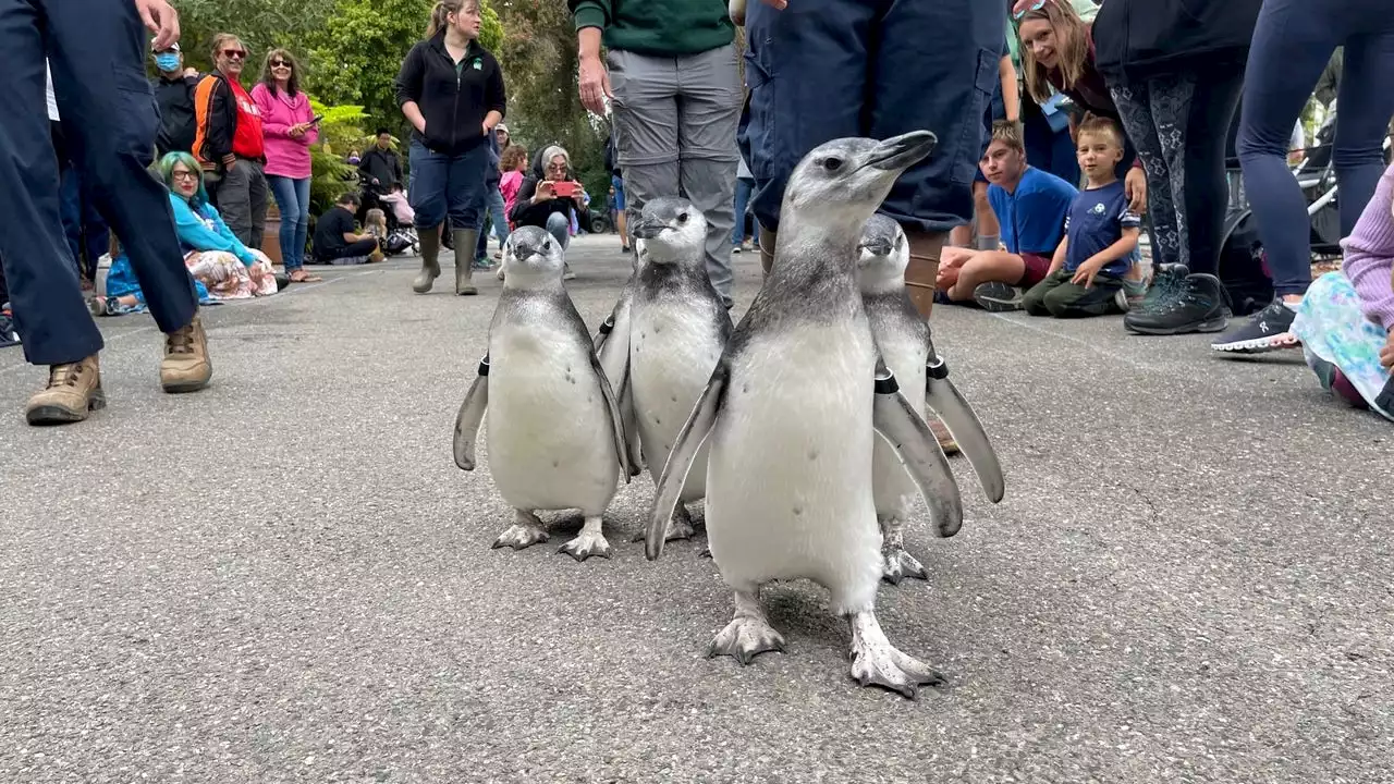 March of the Penguins: 5 chicks take ceremonial stroll after graduating from 'fish school'