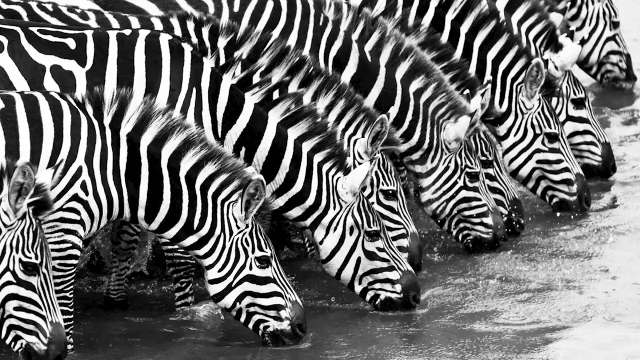 Are zebras white with black stripes or black with white stripes?