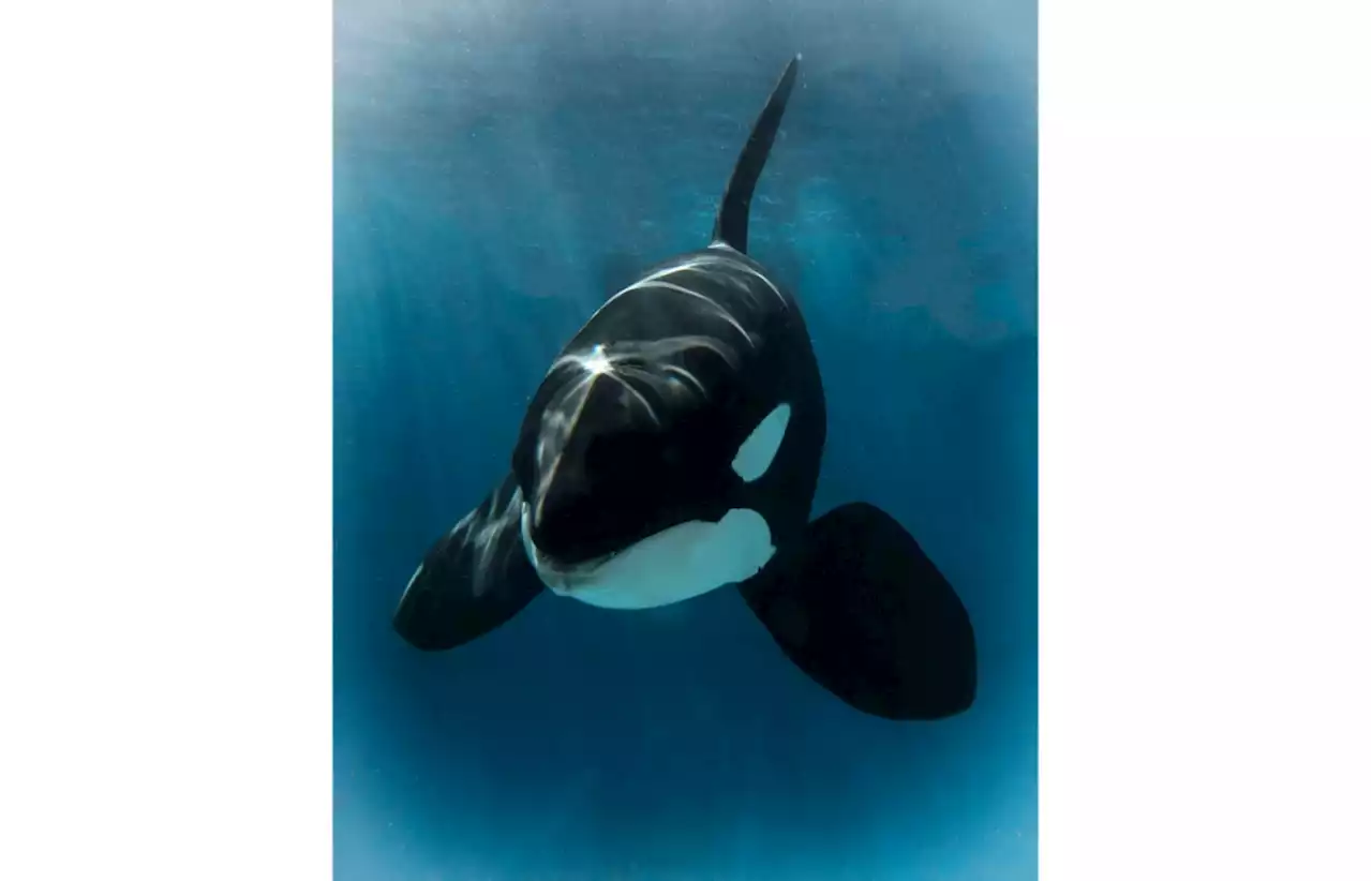 SeaWorld’s 20-year-old killer whale Nakai has died following an infection