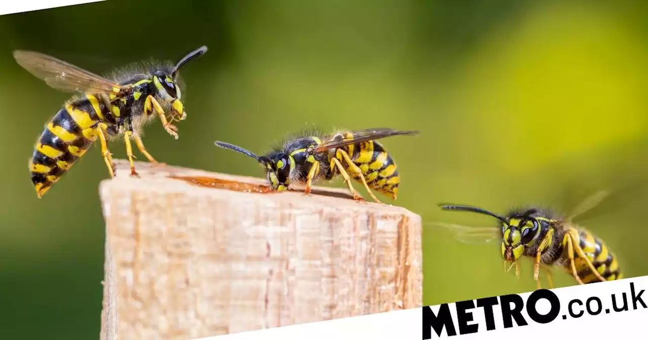 Heatwave to make UK's plague of wasps ‘worst for years’