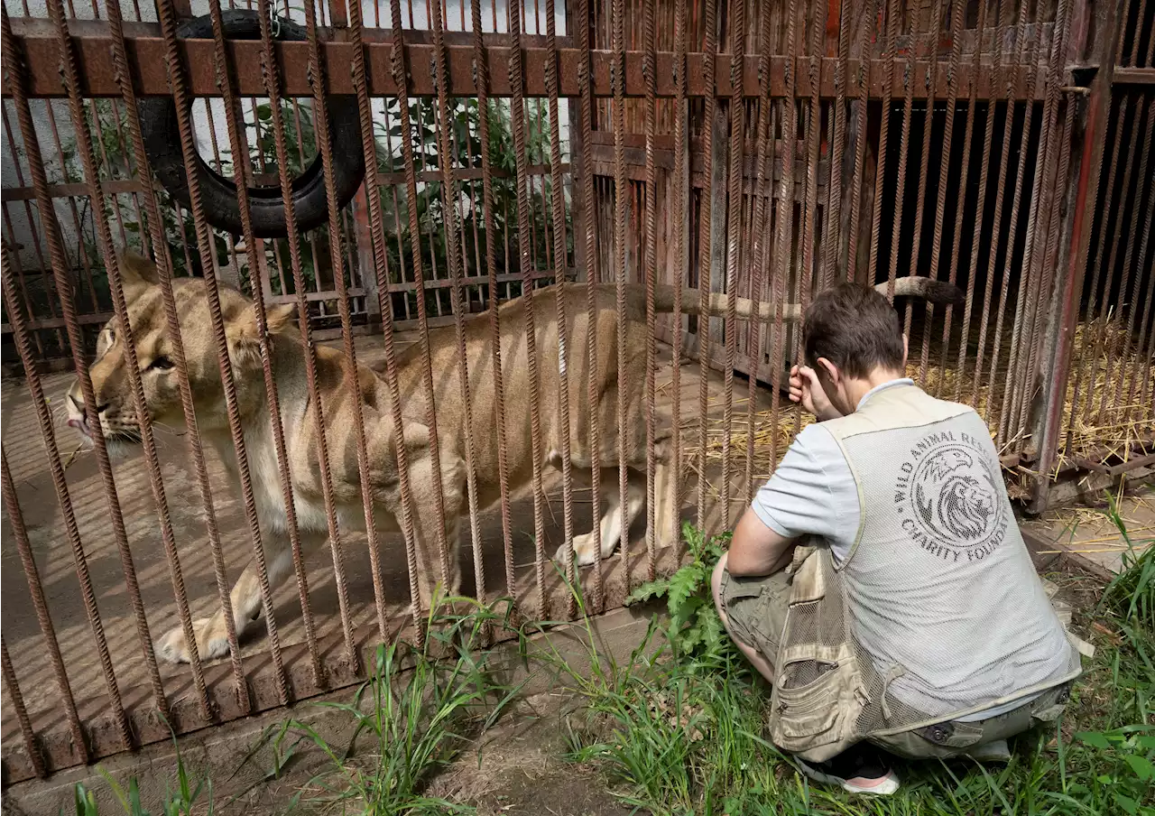 Ukrainian Woman Risks Her Life to Rescue Wild Animals From War