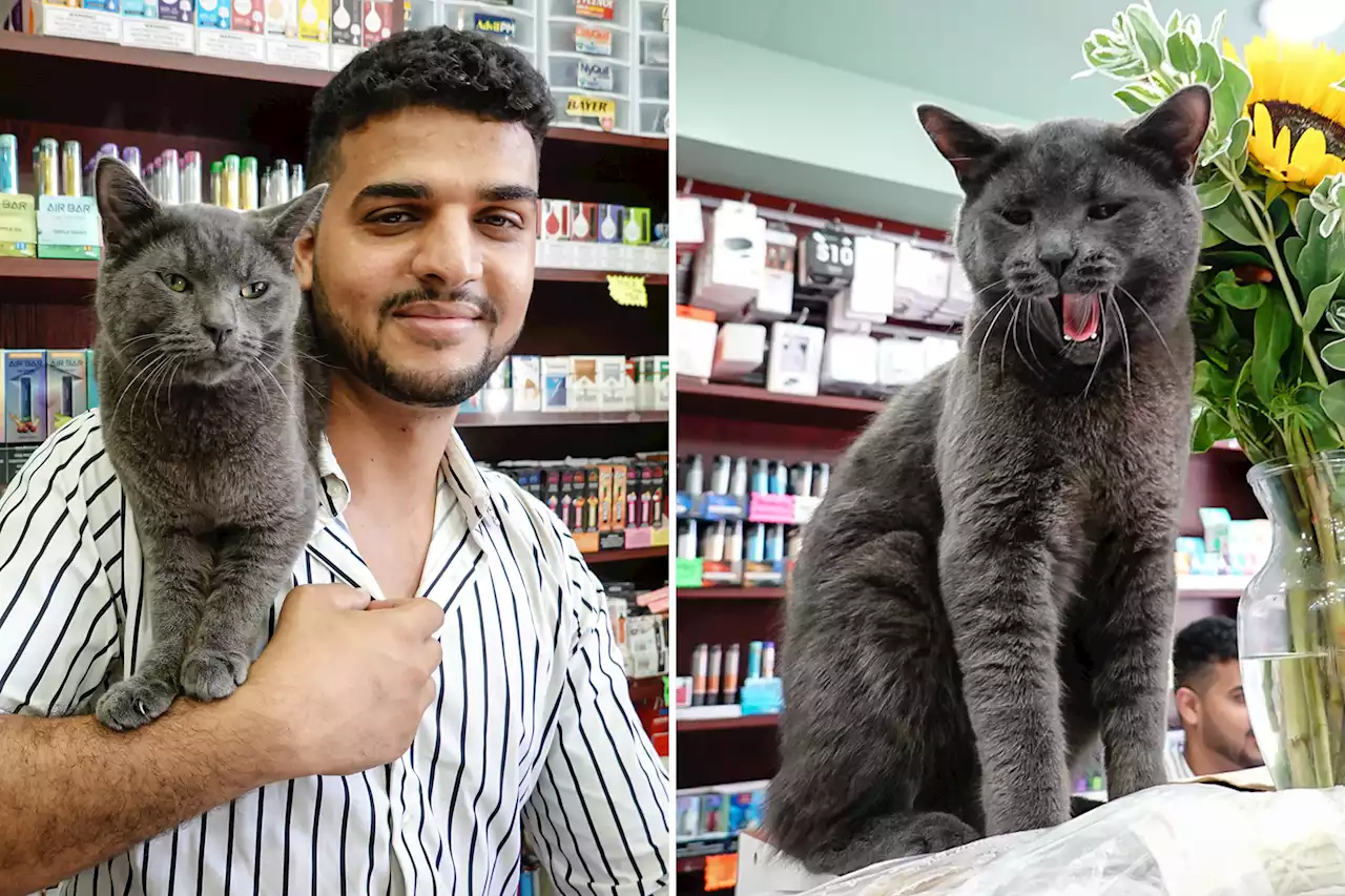 Stolen bodega cat returned to its owners at Brooklyn deli