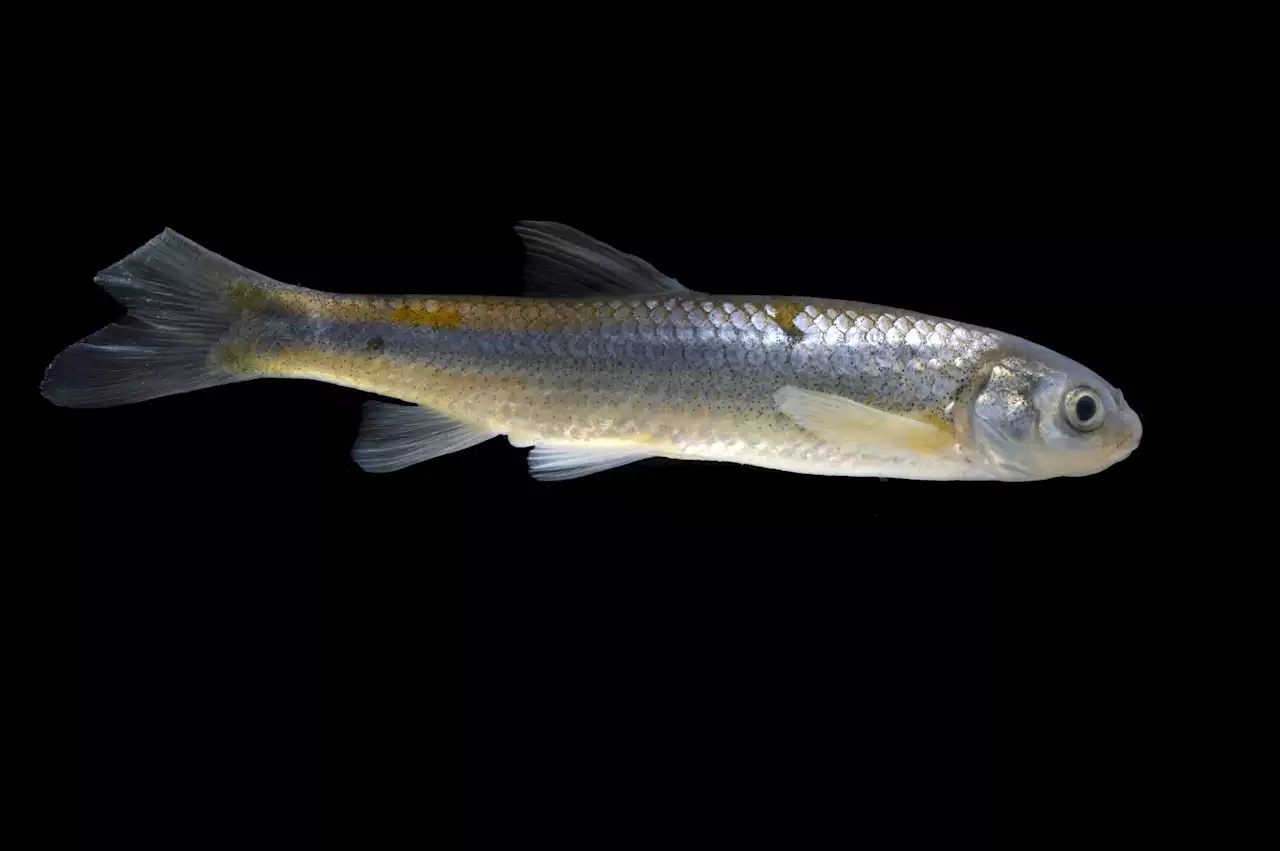 An endangered fish's story follows the vanishing waters of the Rio Grande