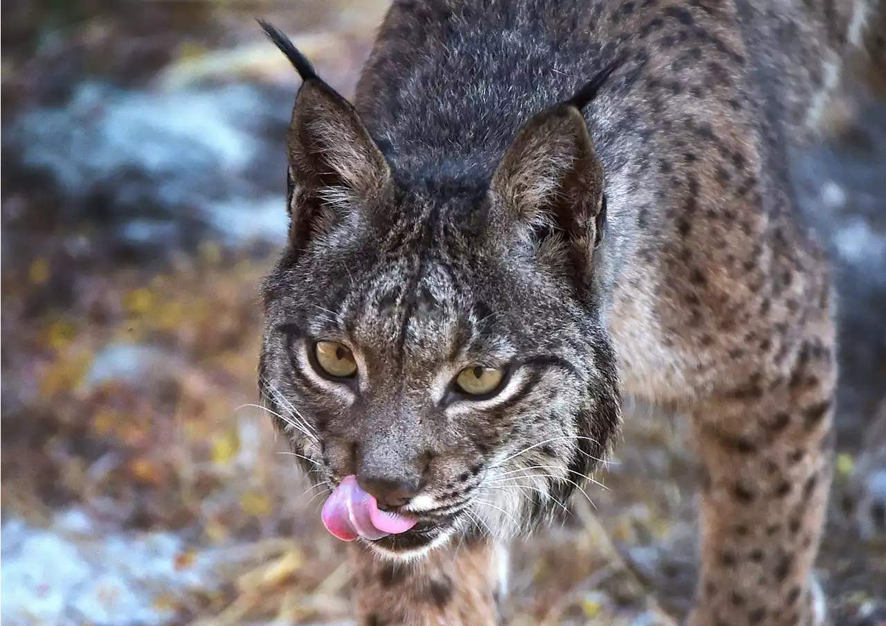 The curious case of an endangered wildcat and a disappearing fruit tree