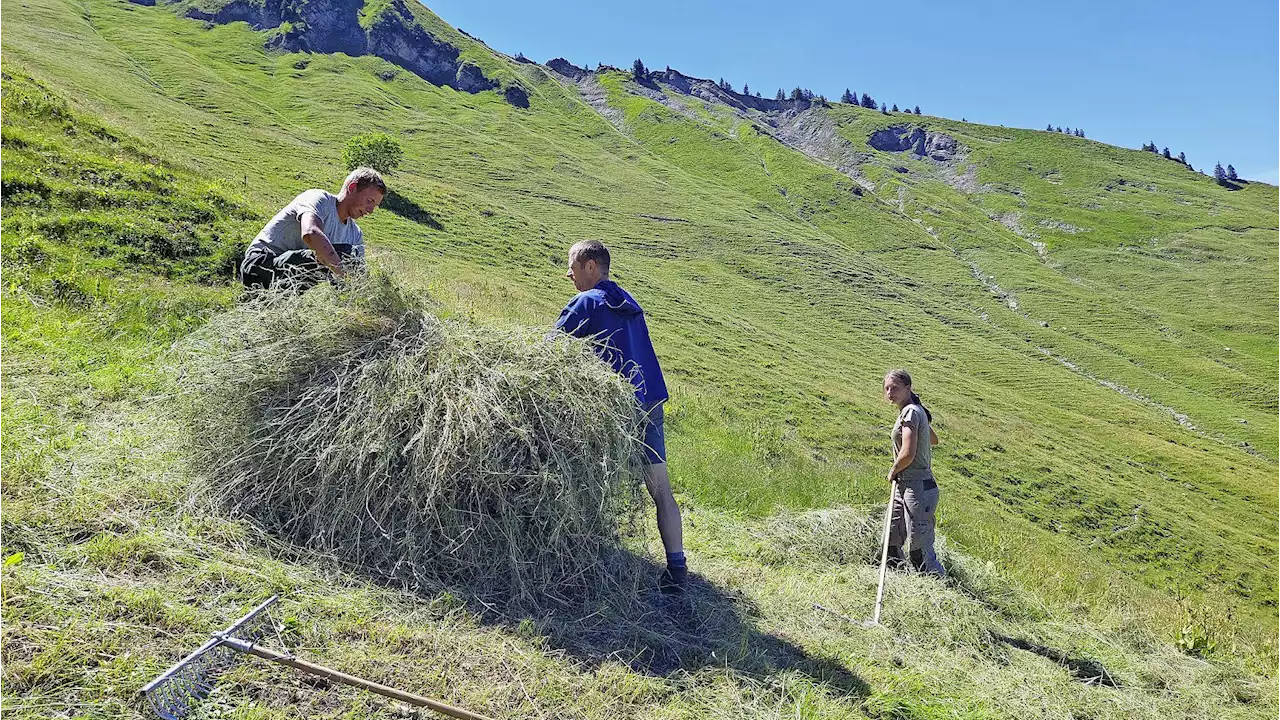 Das Wildheuen ist ihr Hobby - Schweizer Bauer