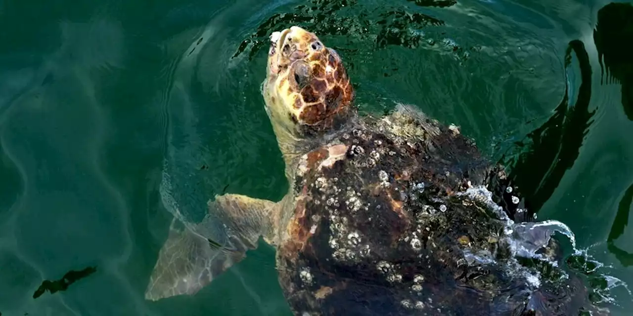 Erderhitzung sortiert Männchen aus: Nur weibliche Klima-Turtles