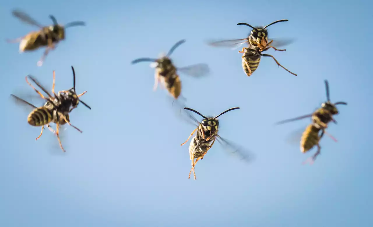 Huge plague of wasps invading gardens set to be 'worst for years', experts warn