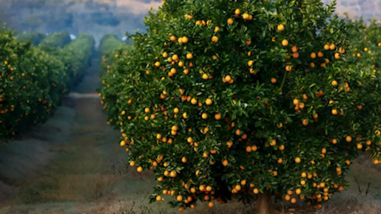 Battle of oranges: Tonnes of South African fruit stranded at European ports