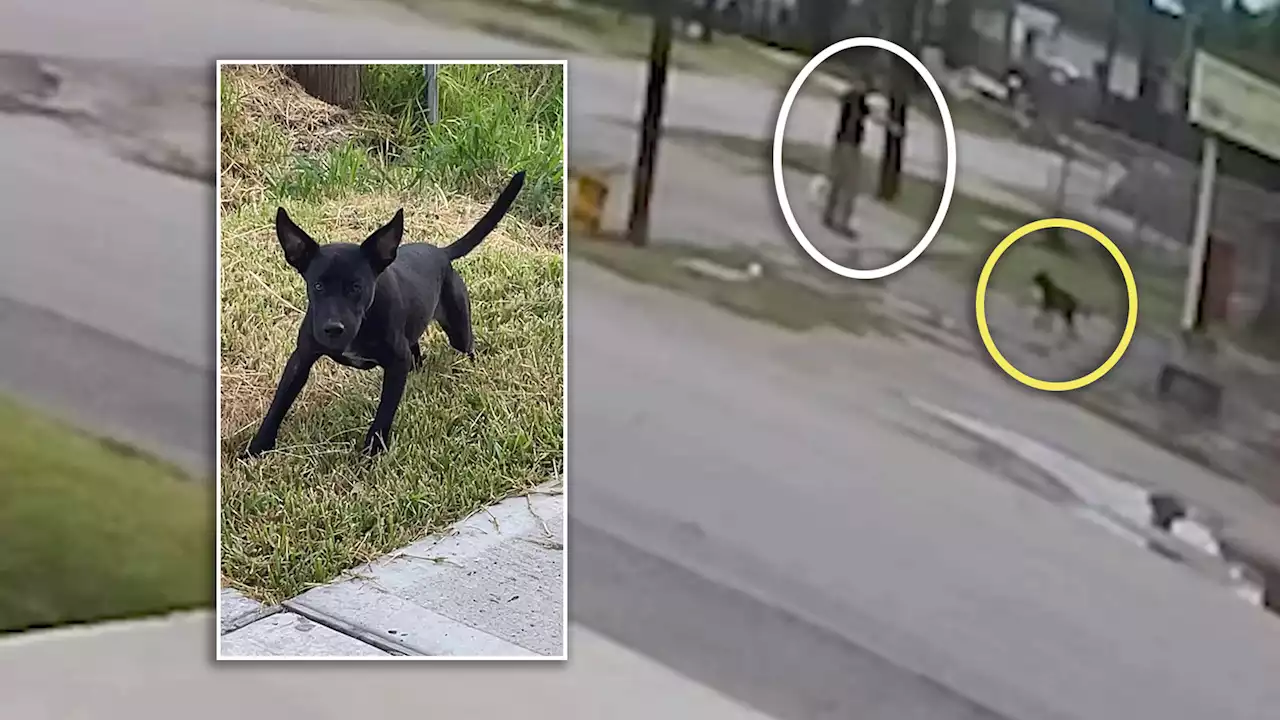 4-month-old black Lab puppy shot to death in Houston Third Ward neighborhood