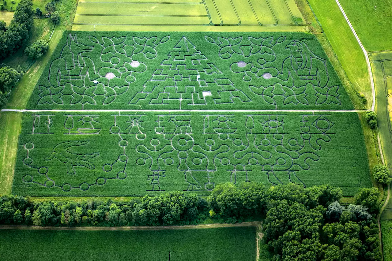 Weltgrößter Mais-Irrgarten steht im Landkreis Straubing-Bogen