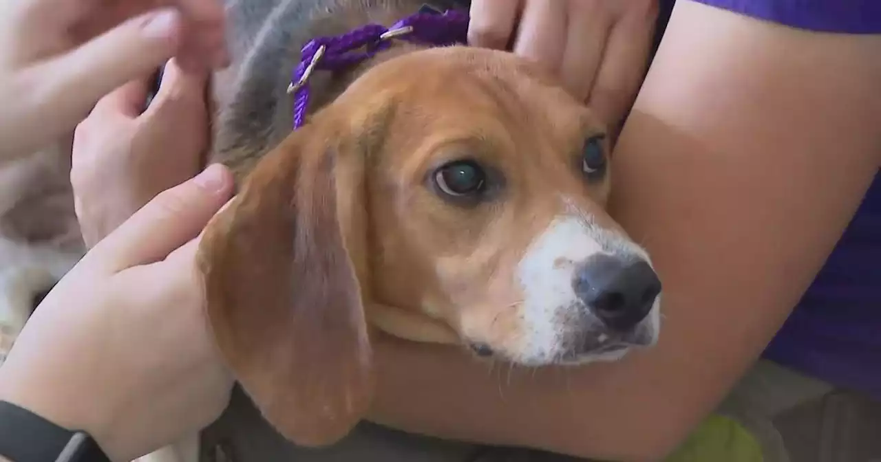 South Elgin organization rescues 100 beagles