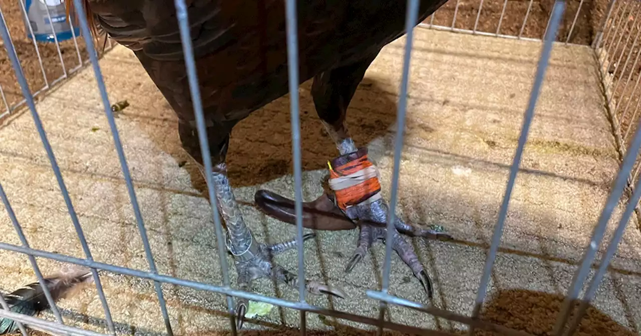 California authorities 'humanely euthanize' 143 roosters after cockfighting bust