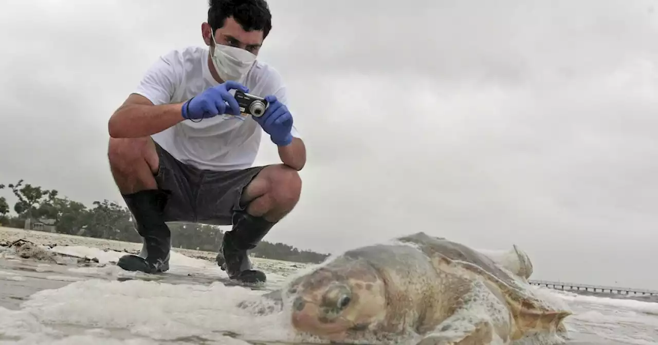 Sea turtle nest discovered on Mississippi beach for first time since 2018