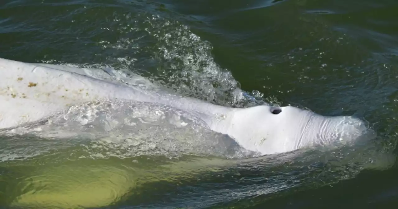 France readies 'exceptional' rescue of beluga astray in Seine