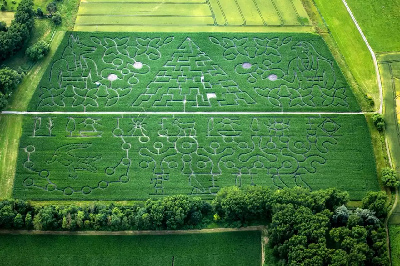 Labyrinth bei Atting: Mais-Irrgarten heuer auf den Spuren der alten Ägypter - idowa