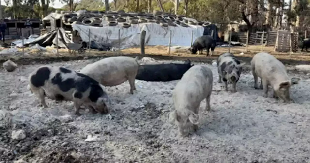 Triquinosis: faenan más de 130 cerdos de Adelia María para evitar más casos en la zona | Actualidad | La Voz del Interior