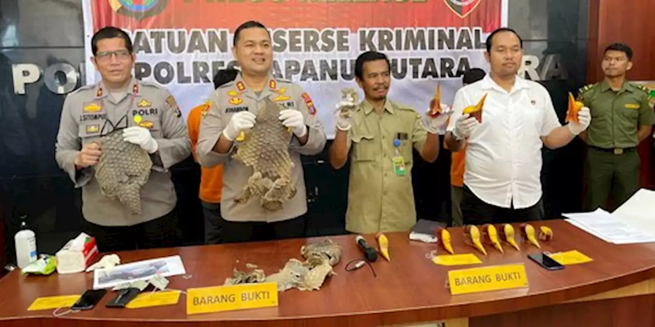 2 Penjual Satwa Dilindungi Ditangkap, Sisik Tenggiling dan Paruh Rangkong Disita | merdeka.com