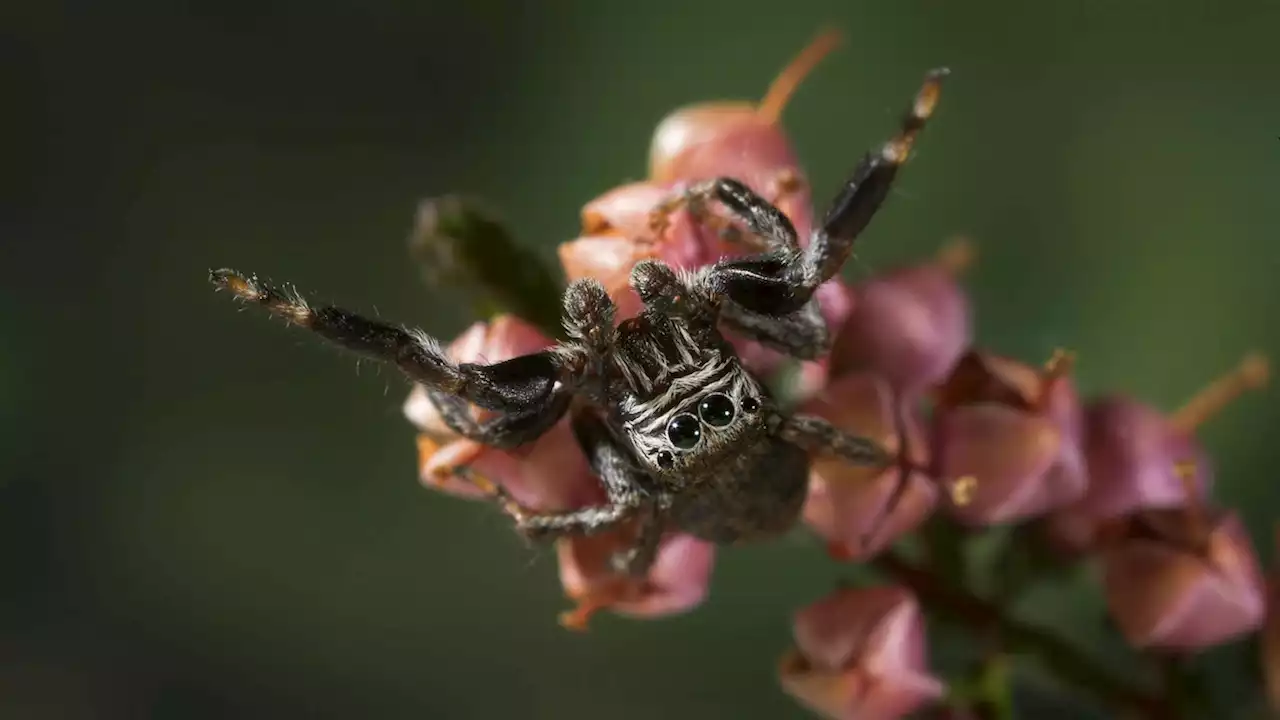 Do spiders dream? A new study suggests they do.