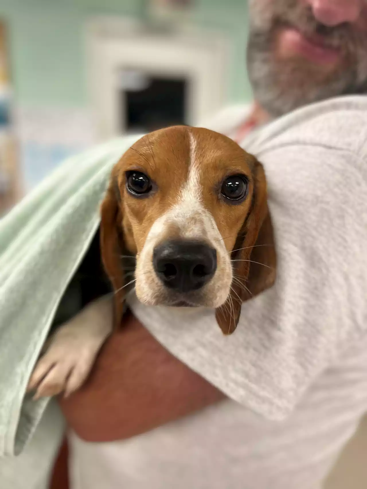 PHOTOS: 100 Beagles Arrive in Chicago-Area, Available For Adoption as Part of National Rescue