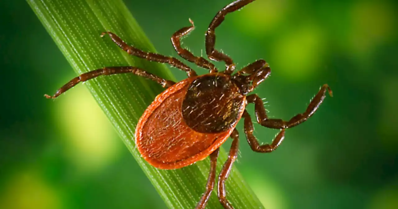 Pfizer just started a late-stage clinical trial of a Lyme disease vaccine